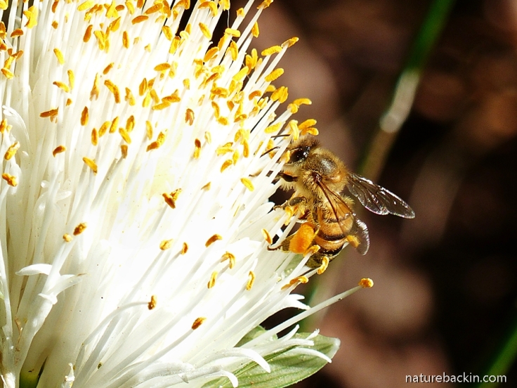 Honeybee visiting the flower of the paintbrush lily (Haemanthus albiflos)