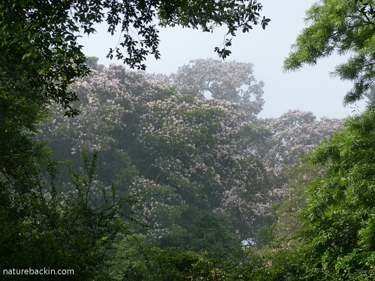 Misty view of flowering Cape Chestnut trees, KZN forest