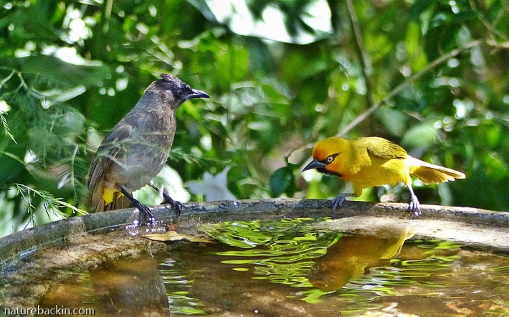 Darkcapped Bulbul and Spectacled Weaver sharing birdbath, KZN