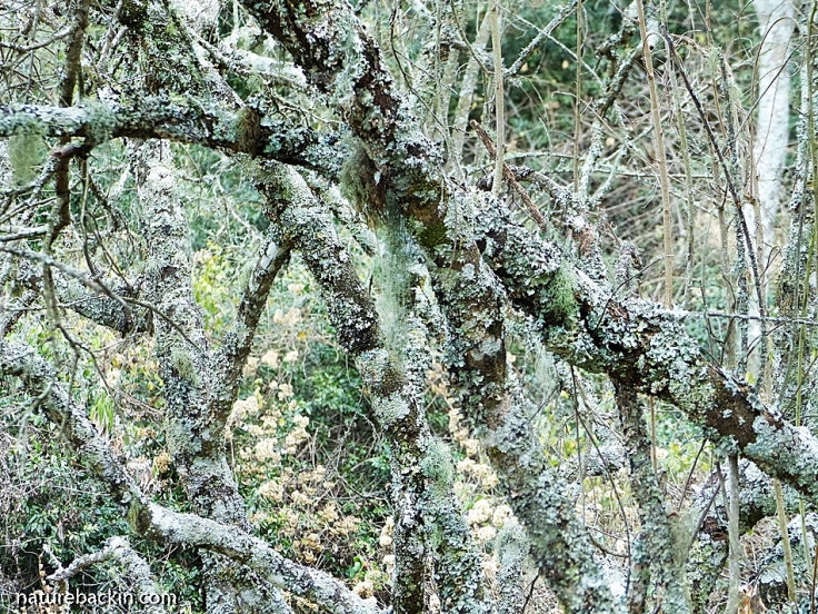 Lichens growing on trees in Mistbelt Forest in KwaZulu-Natal Midlands