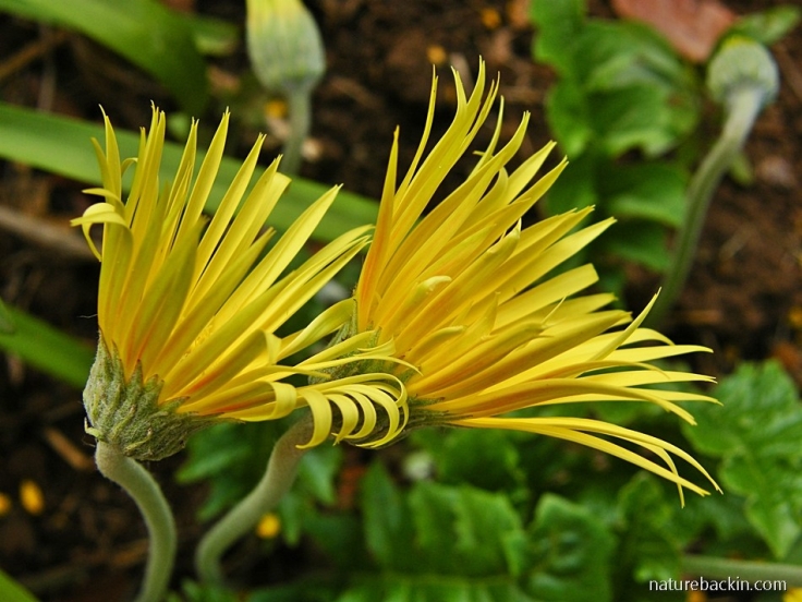 Yellow flowering Gerbera species, South Africa