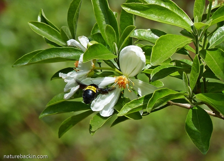 Carpenter bee visiting flowers of the African dog rose