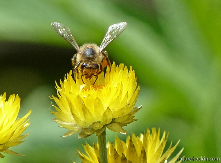 Bee pollinating flower of the yellow or golden Everlasting