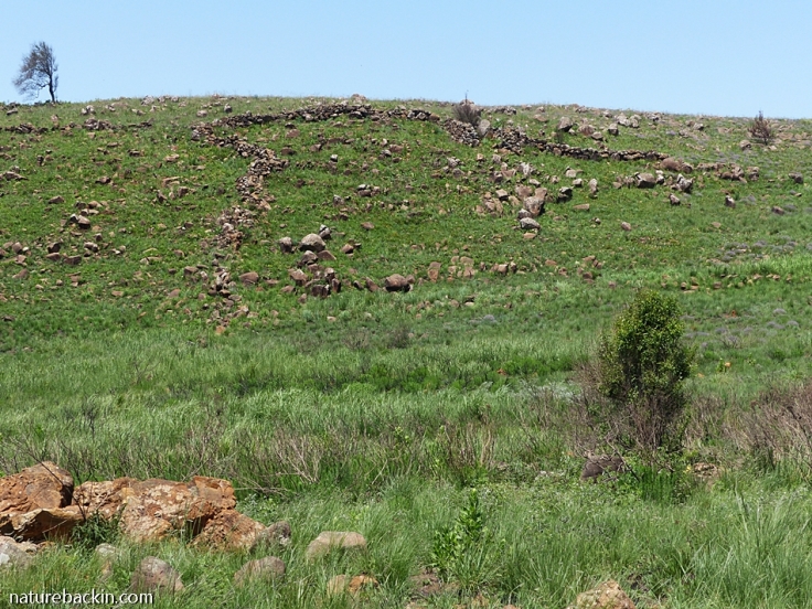 Dry stone walls in grassland in the Dargle area, KwaZulu-Natal