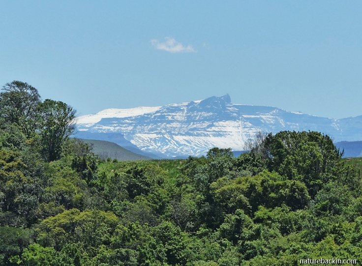 Snow-covered GIant's Castle, Drakensberg mountains KwaZulu-Natal, taken from mistbelt forest