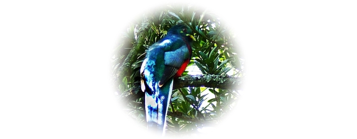 Colourful forest bird, the Narina Trogon
