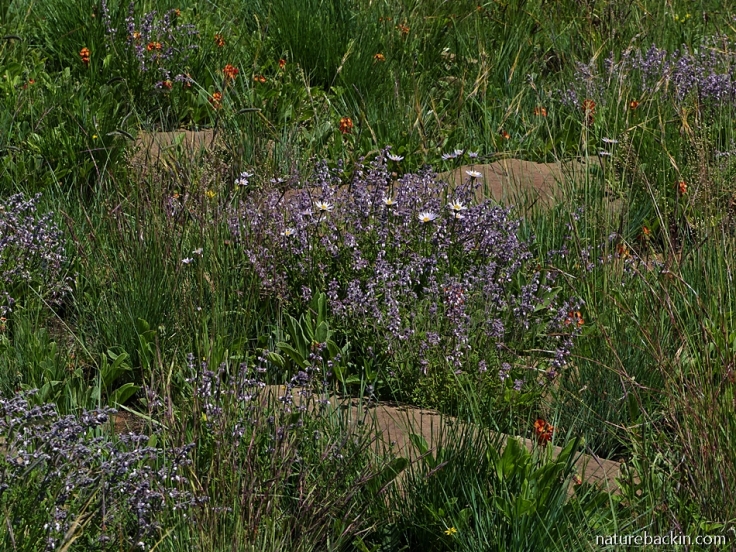Summer wildflowers in grassland, KwaZulu-Natal
