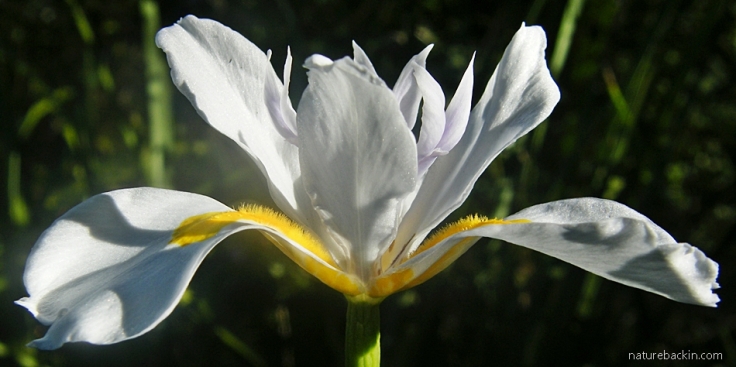 Flower of Dietes grandiflora, wild iris