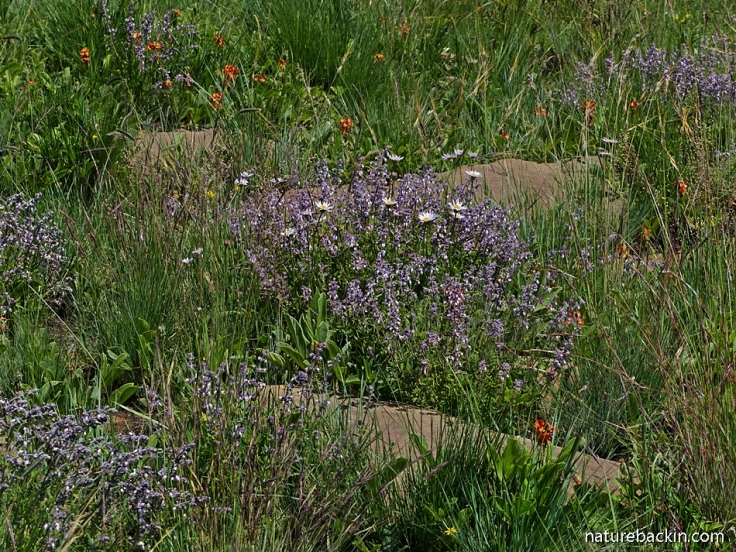 Wild flowers in summer grassland, South Africa