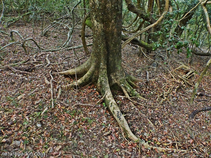 Forest tree trunk and roots, South Africa indigenous forest