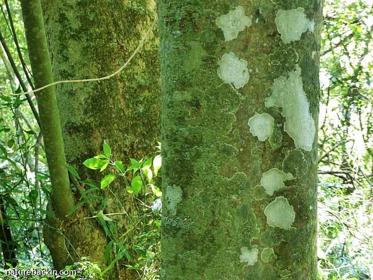 Lichen and bark on trunk of mistbelt forest tree, KwaZulu-Natal