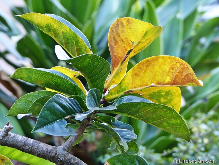 Leaves of powderpuff tree - Barringtonia racemosa