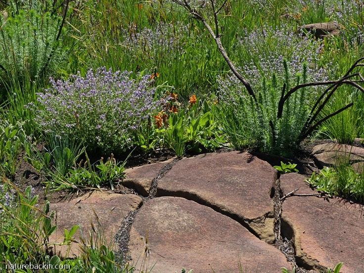 Wild flowers in summer in grassland, South Africa
