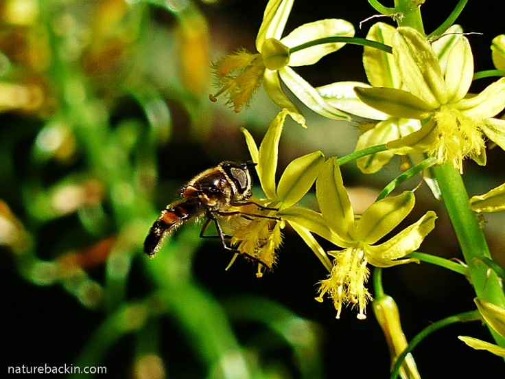 Hoverfly visiting flower of the Bulbine frutescens