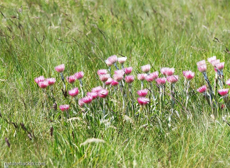 Pink Everlastings in mistbelt grassland