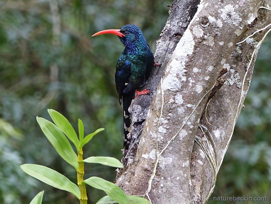 Redbilled Woodhoopoe on tree in garden in South Africa