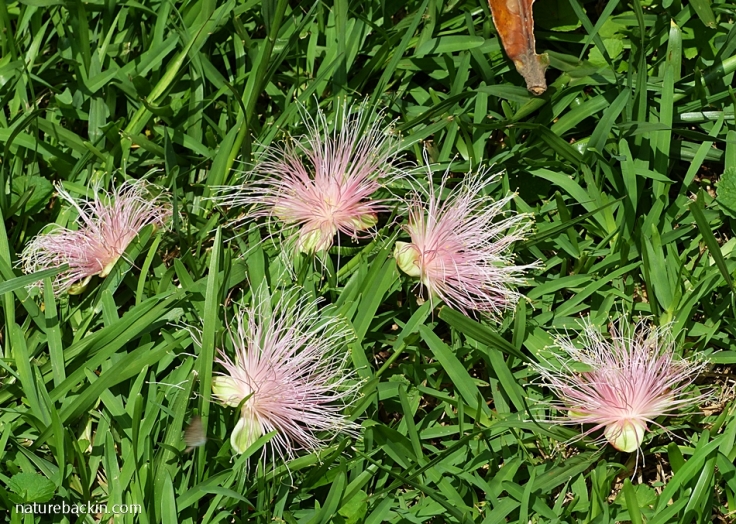 Fallen flowers of the Powder-puff Tree