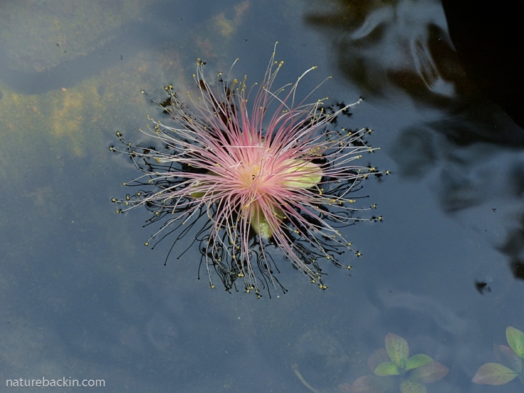 A flower of the Powder-puff tree with stamens afloat, drifting on water