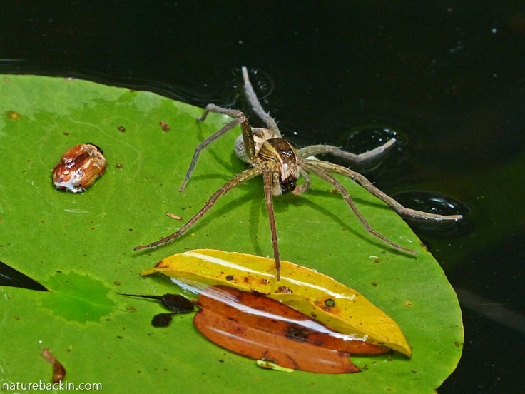 Fishing spider eating tadpoles in garden pond, KwaZulu-Natal