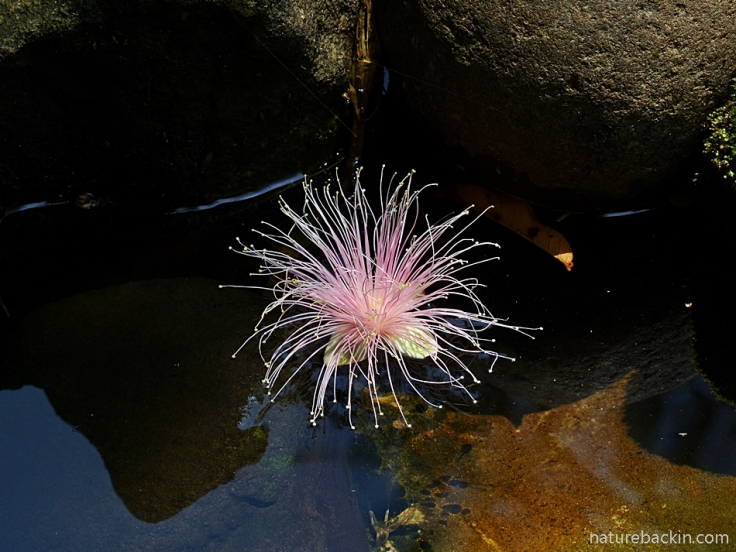 Flower of the Powder-puff Tree floating in a garden pond, South Africa