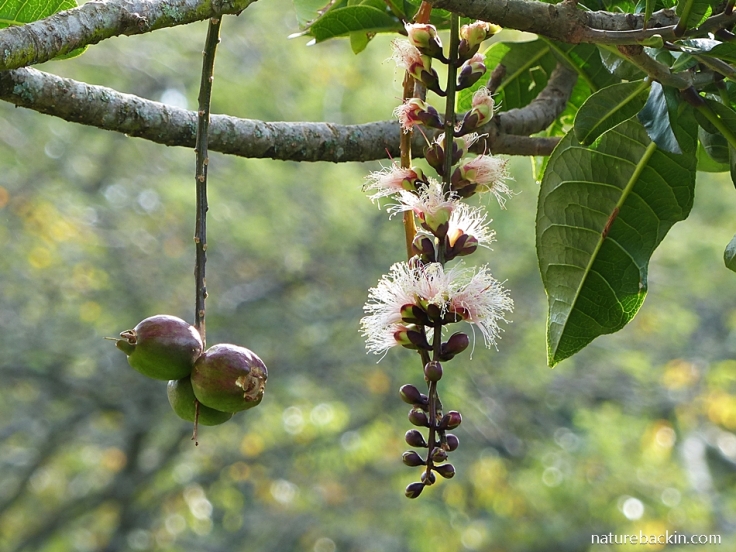 Seeds or fruit and flowers of the Powder-puff Tree (Barringtonia racemosa)