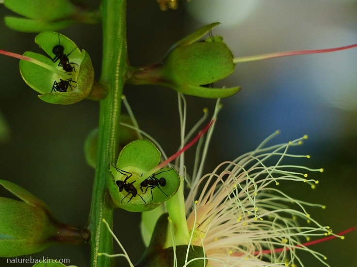 Ants seeking nectar on inflorescences of the Powder-Puff Tree