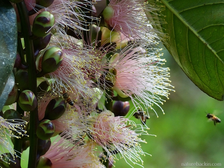 Bees attracted to the flowers of the Powder-puff Tree (Barringtonia racemosa).