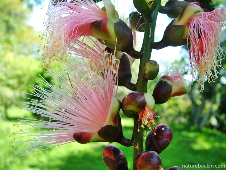 Flowers of the Powder-puff tree in a wildlife-friendly garden in South Africa