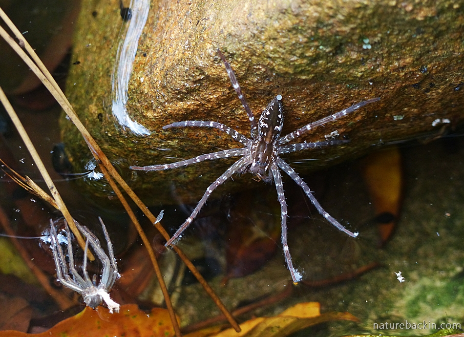 Fishing spider catching tadpoles in the garden pond – letting nature ...