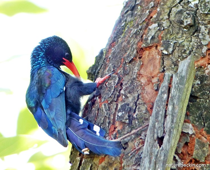 Probing for food items, a Green Wood-hoopoe on tree trunk