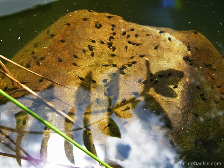 Tadpoles eating algae in garden pond