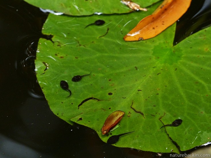 Tadpoles on water lily leaf in garden pond, South Africa