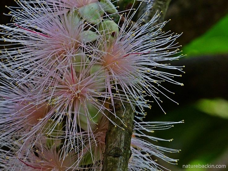 Close-up of the stamens and petals of the flowers of the Powder-puff Tree (Barringtonia racemosa), South Africa