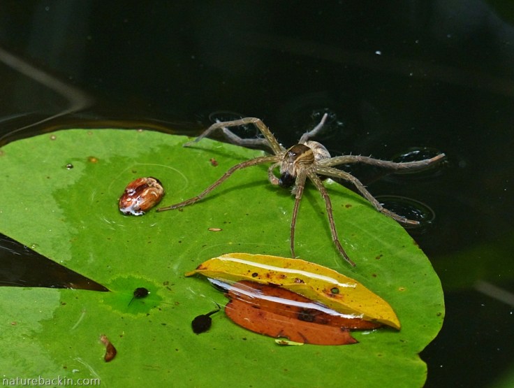Fishing spider hunting tadpoles