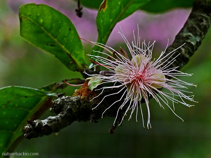 Flower and leaves of the Powder-puff Tree in a suburban garden in KwaZulu-Natal