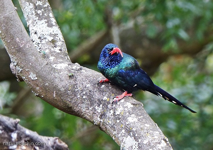 Perched on a branch a Green Wood-hoopoe shows off its iridescent plumage
