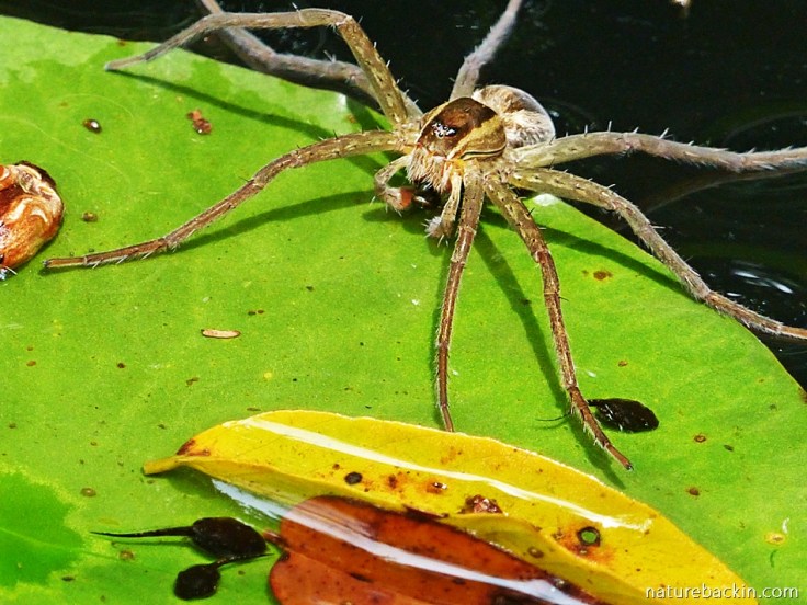 Fishing spider in garden pond catching and eating tadpoles