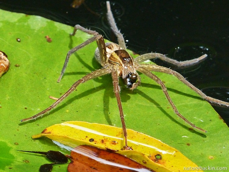 Fishing spider catching tadpoles