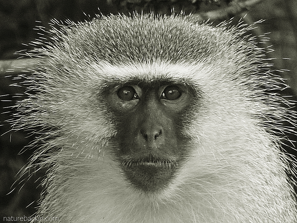 Close-up portrait of a Vervet Monkey, South Africa