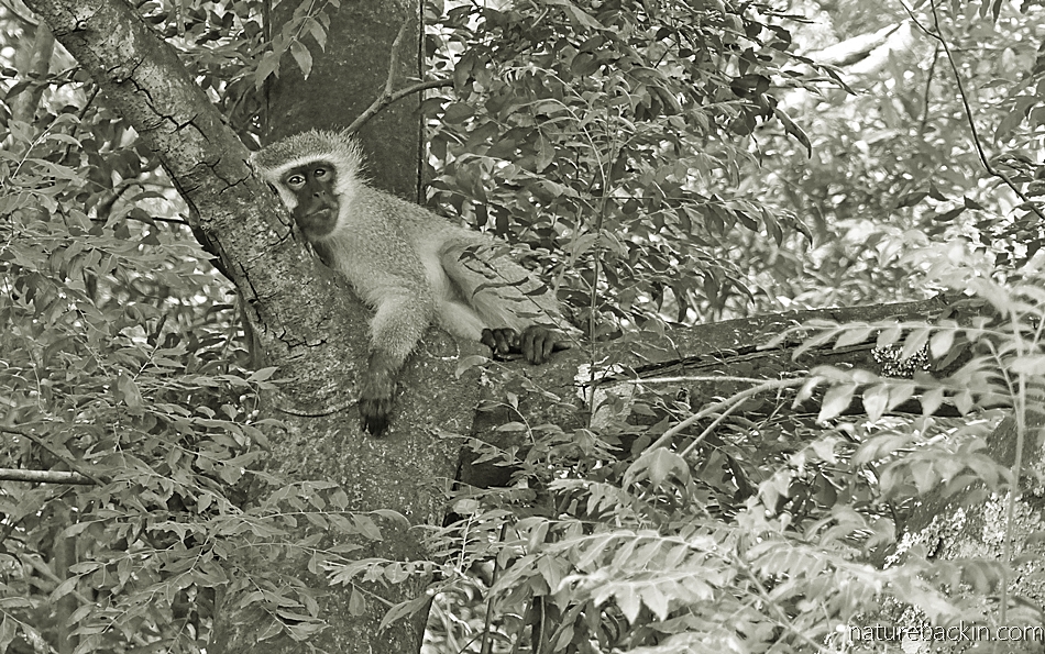Vervet Monkey resting in a tree in a suburban garden, KwaZulu-Natal.