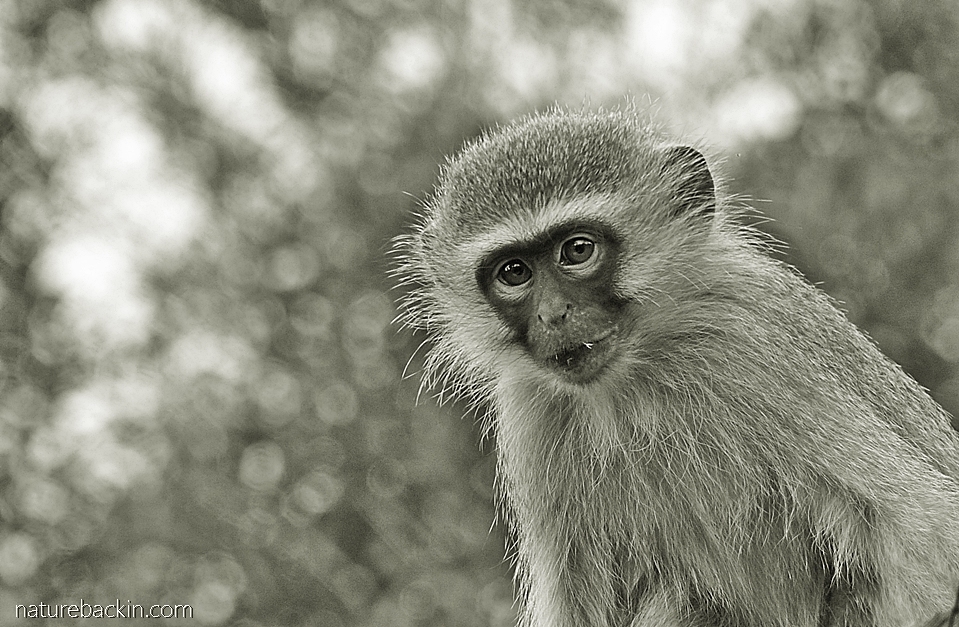 Juvenile Vervet Monkey in a suburban garden, KwaZulu-Natal