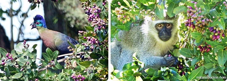 Purple-crested Turaco and Vervet Monkey eating the fruit of an Umdoni tree