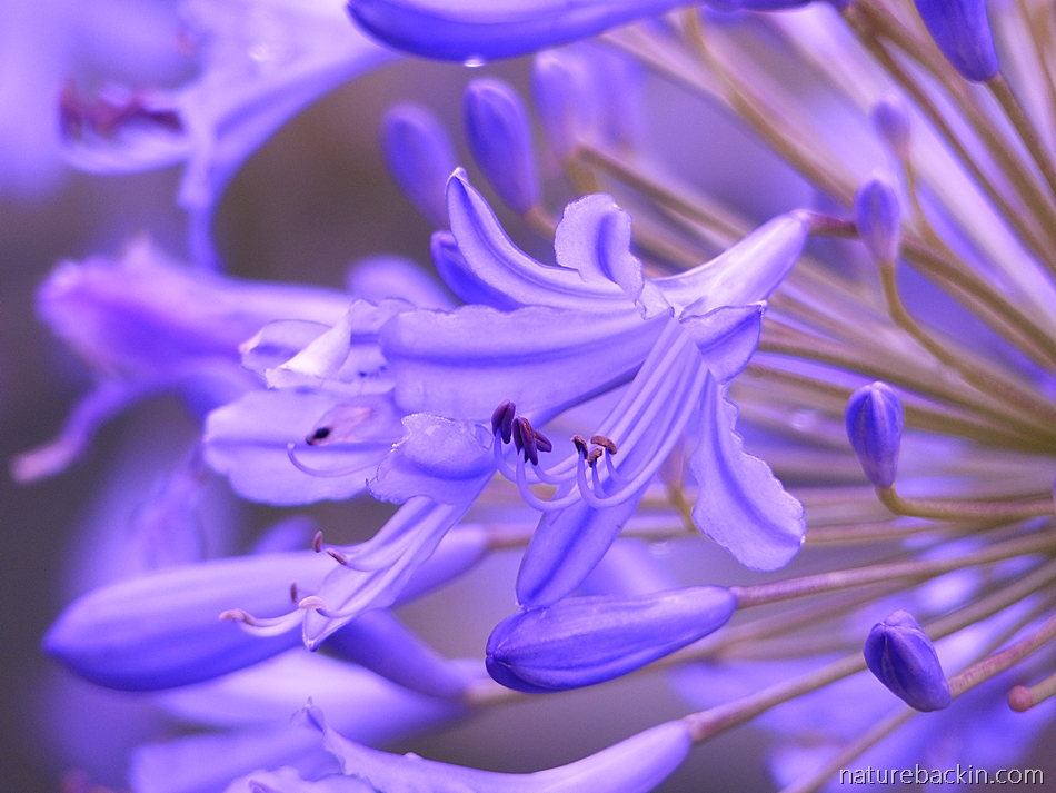 Close up of agapanthus (African lily) flower