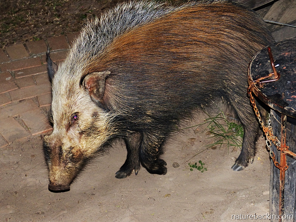 Bushpig visiting campsite at iMfolozi Park