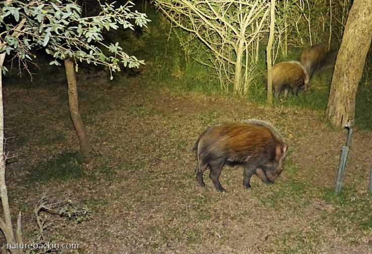 Bushpigs at night at safari tents at the Hluhluwe-iMfolozi Park