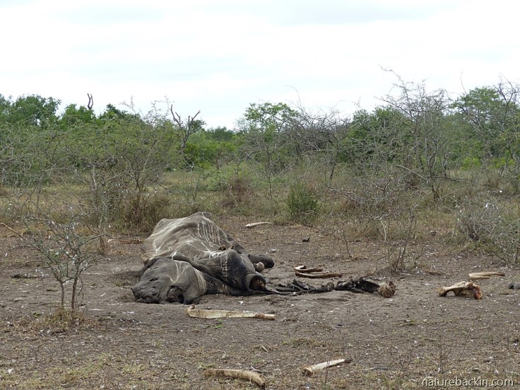 Dehorned rhino carcass, KwaZulu-Natal, South Africa