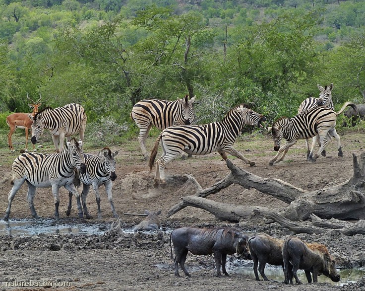 Zebra, warthog and impala at waterhole, Hluhluwe-iMfolozi Park