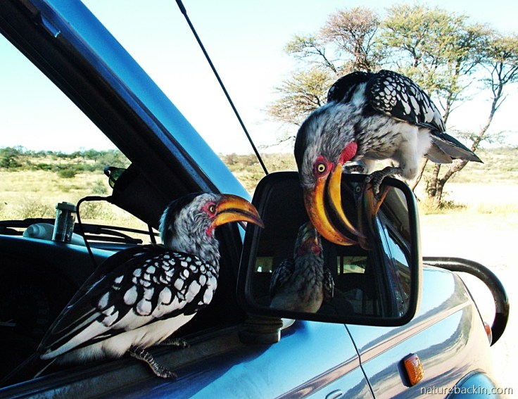 Yellow-Billed Horbills attracted to reflections in vehicle rearview mirror, Mabuasehube Park