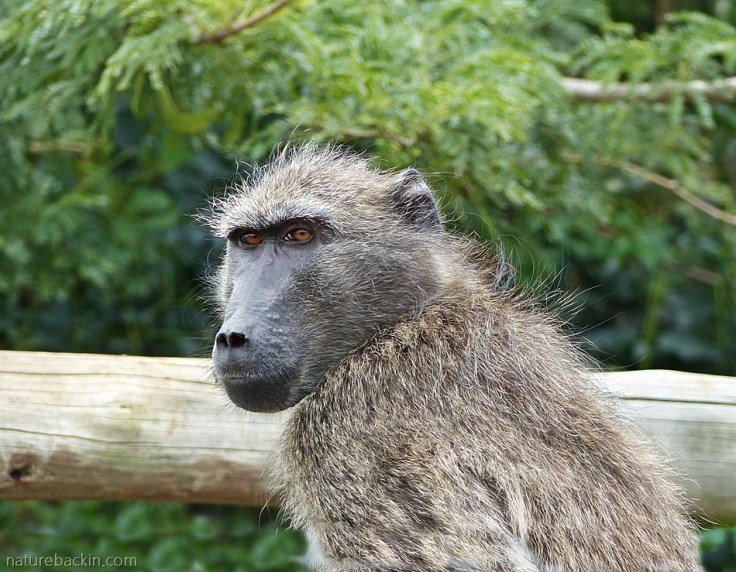 Female chacma baboon, iMfolozi Park