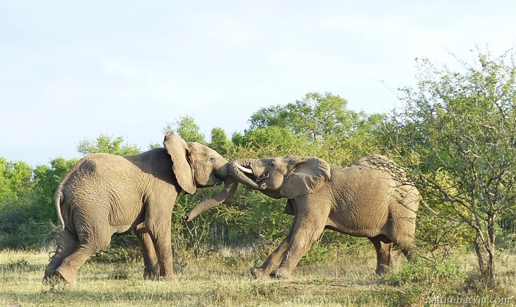 A pair of male elephants pushing and shoving while sparring